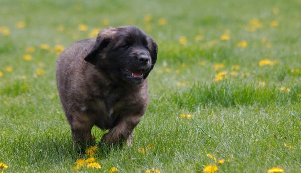 Leonberger_2985 leonberger photo by sigma