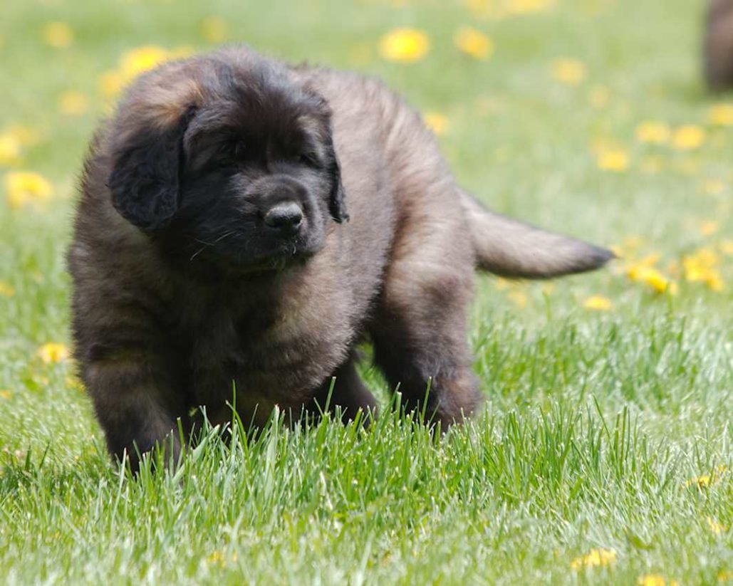 Leonberger_2988