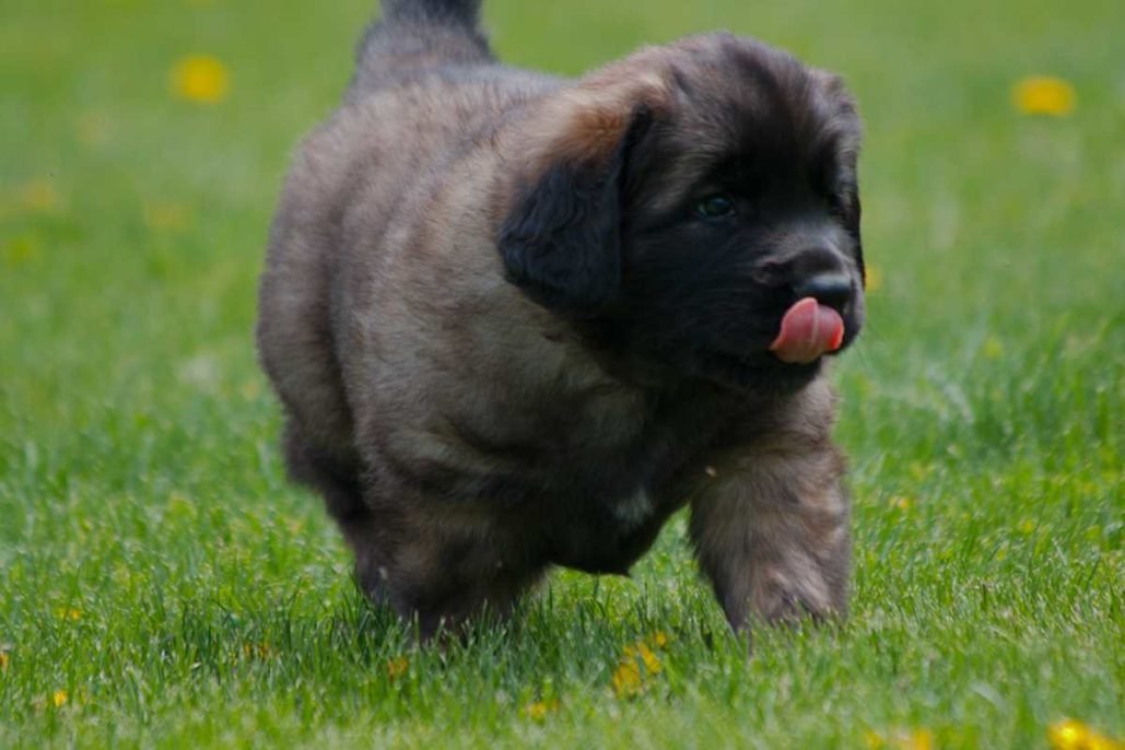Leonberger_3003