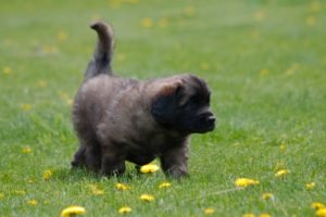 leonberger photo by sigma