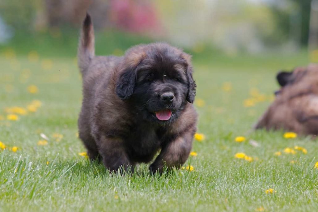Leonberger_3023