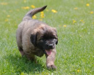 leonberger photo by sigma