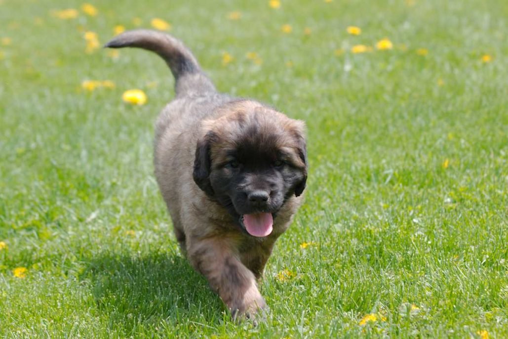 Leonberger_3029