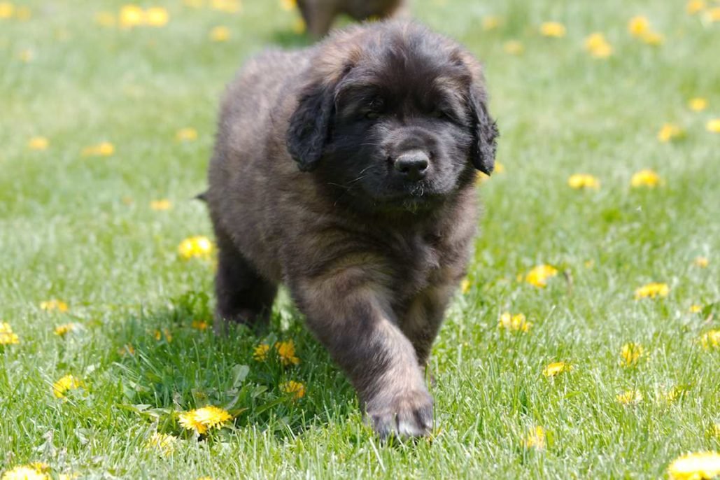 Leonberger_3038