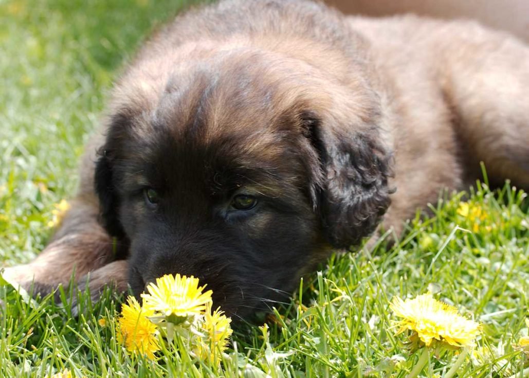 Leonberger_3047