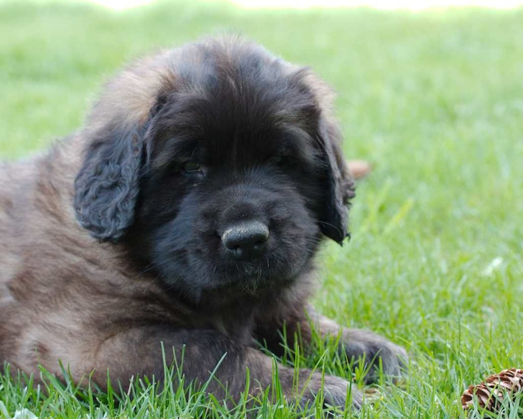 Leonberger_3070