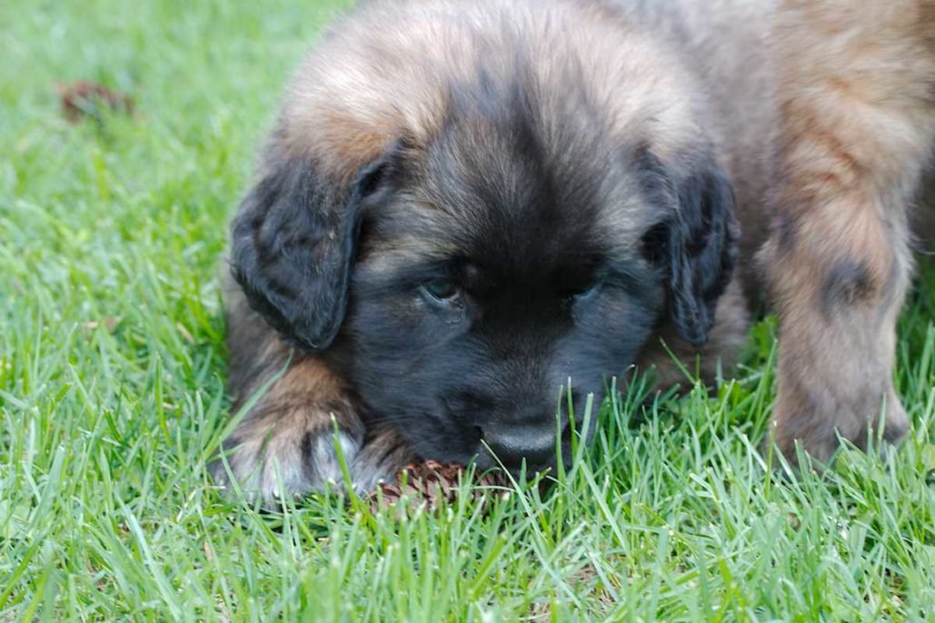 Leonberger_3089