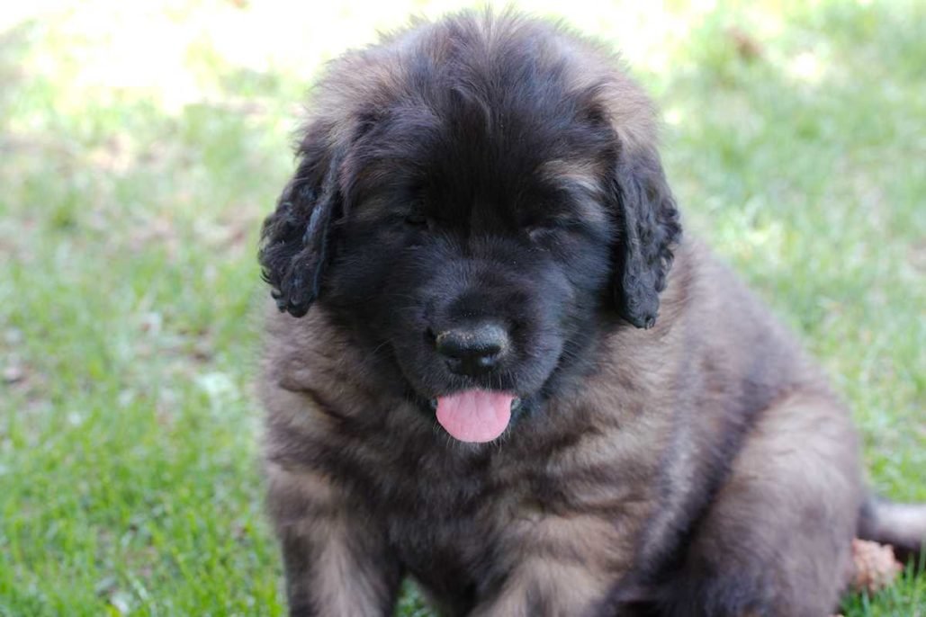 Leonberger_3093