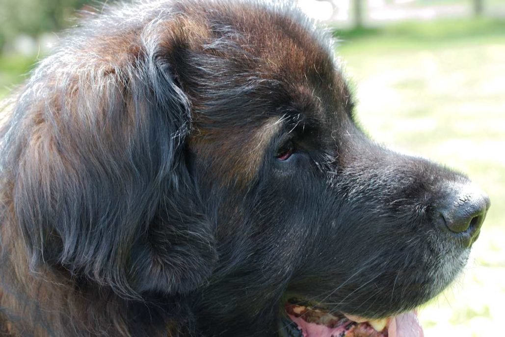 Leonberger_3099