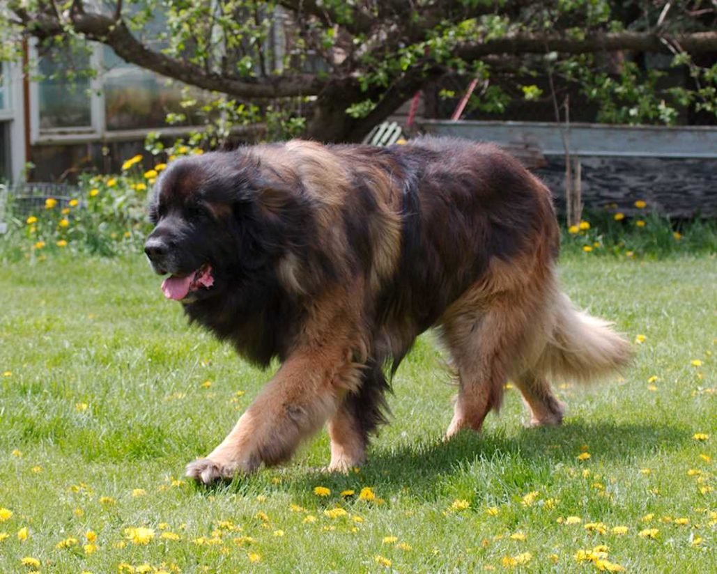 Leonberger_3104