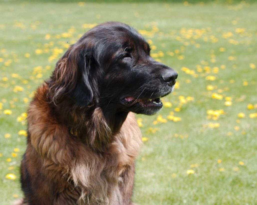 Leonberger_3113