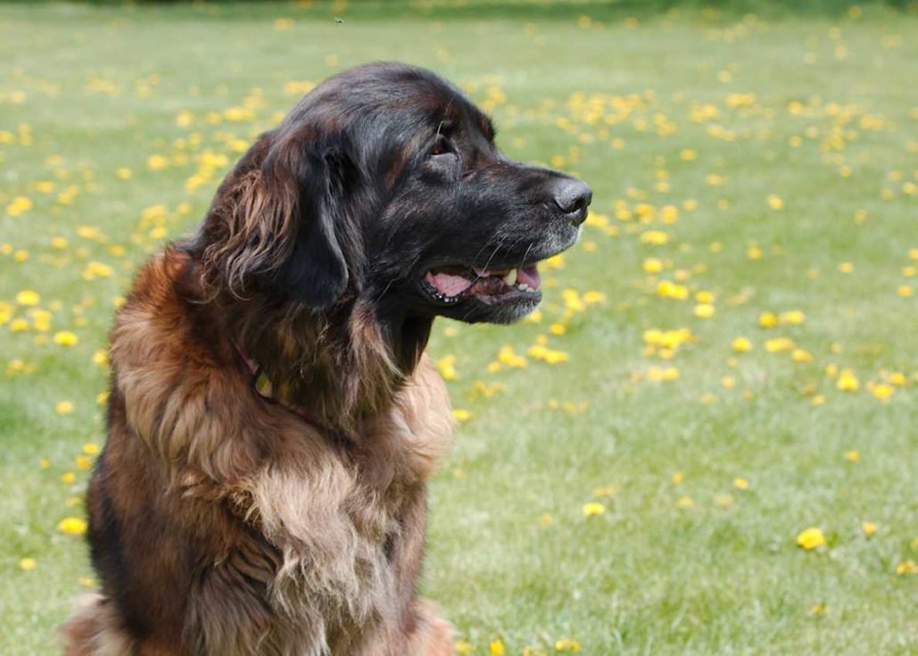 Leonberger_3114