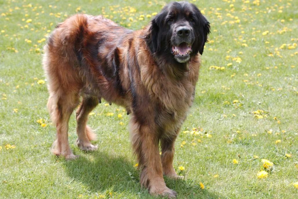 Leonberger_3116