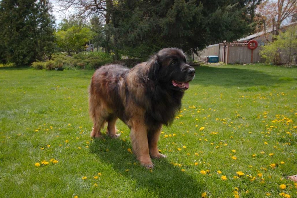 Leonberger_3123
