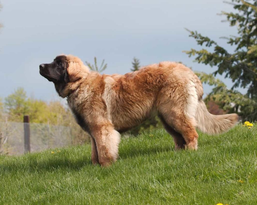Leonberger_3153