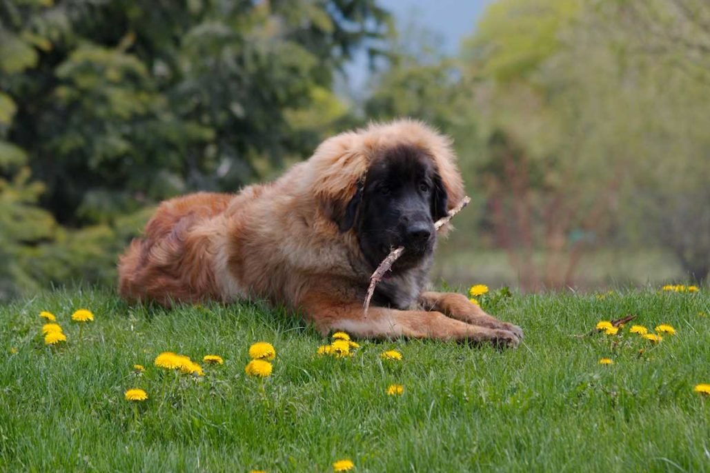 Leonberger_3170