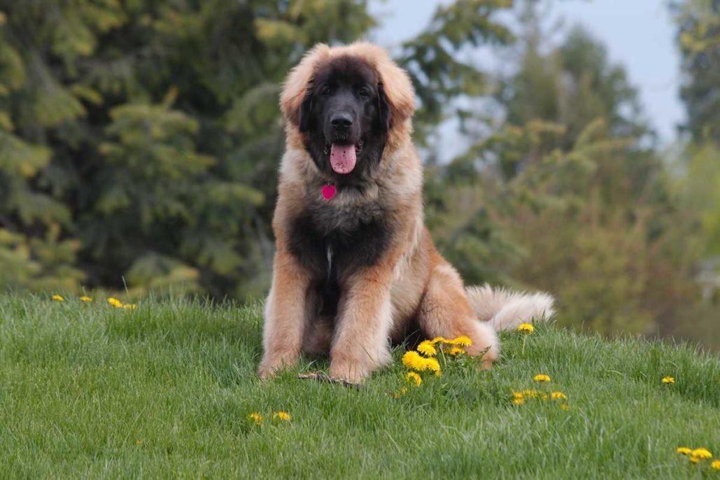 Leonberger_3183