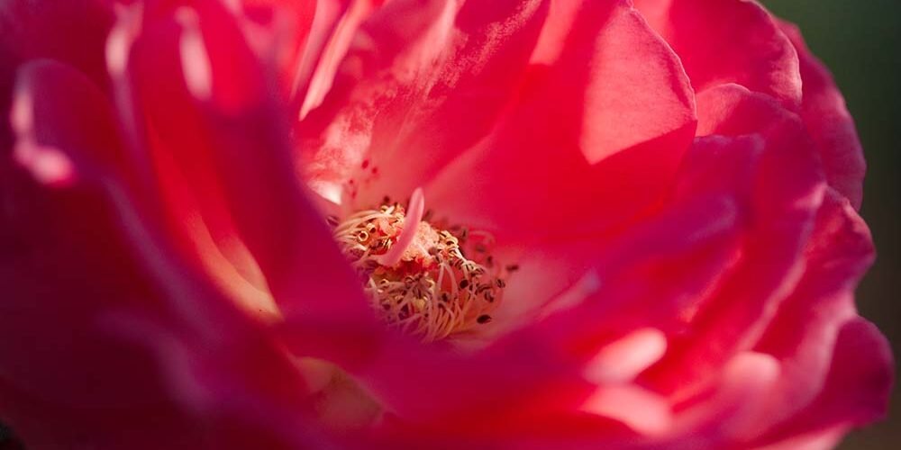 Rose Macro 3678