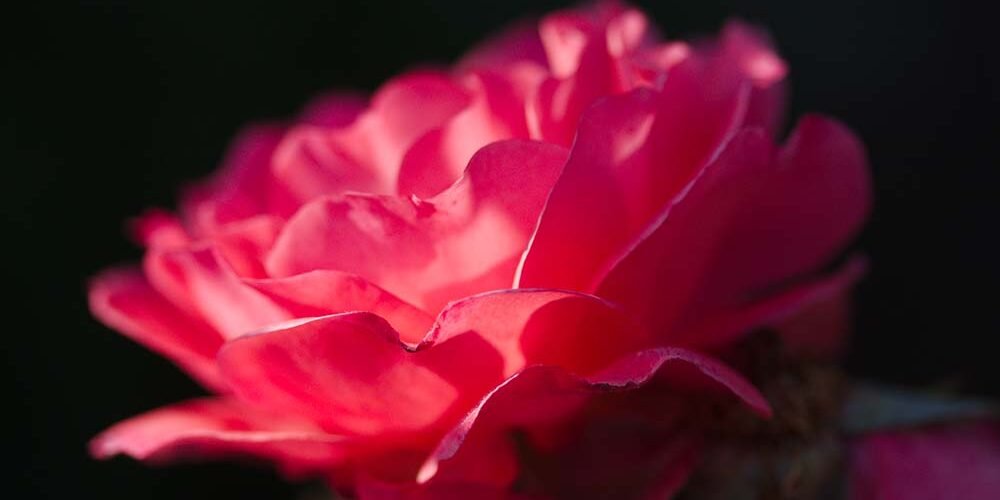 Rose Macro 3679