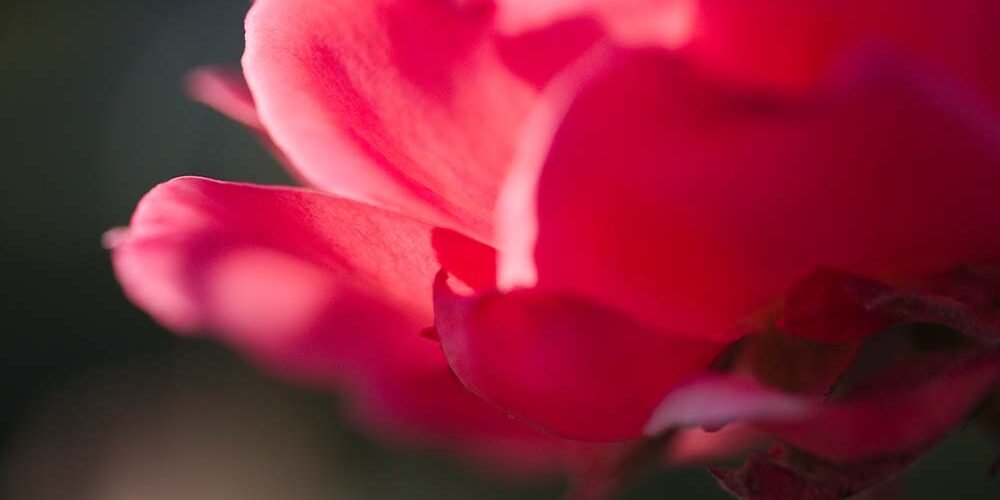 Rose Macro 3682