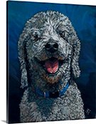 Cole curly dog portrait