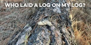 Who laid a log on my log