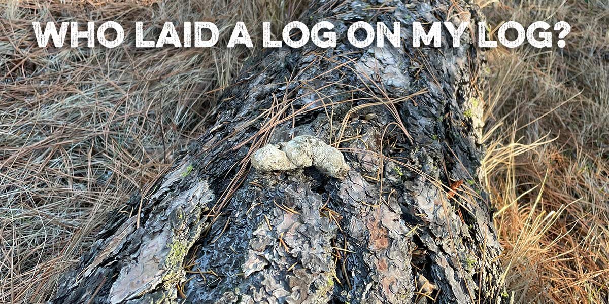 Who laid a log on my log