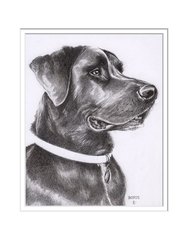 graphite drawing of Boris the dog