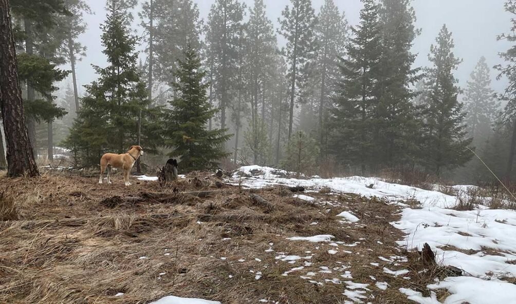 foggy woods with a big blonde dog