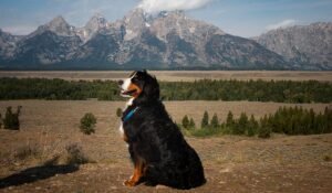Beorn and the Grand Tetons