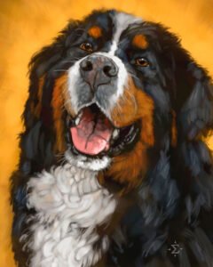 Bo, a Bernese Mountain Dog portrait