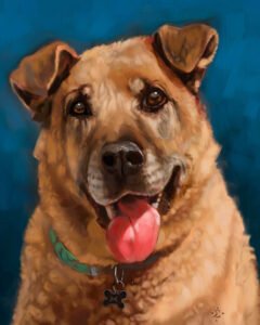 Dog portrait of Ginger, a large Shepherd/Golden mix