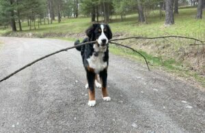 Winslow, a Bernese Mountain Dog at six months