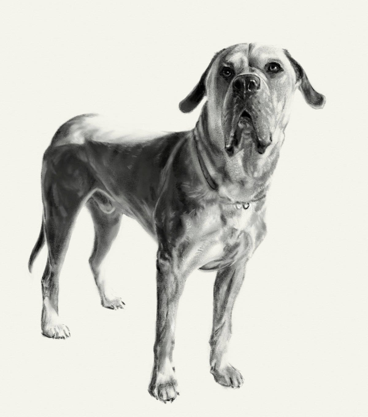 digital graphite drawing of Hudson, a large Mastiff dog
