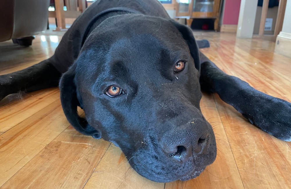 Featured image for “Zeus: King of the  Dogs”