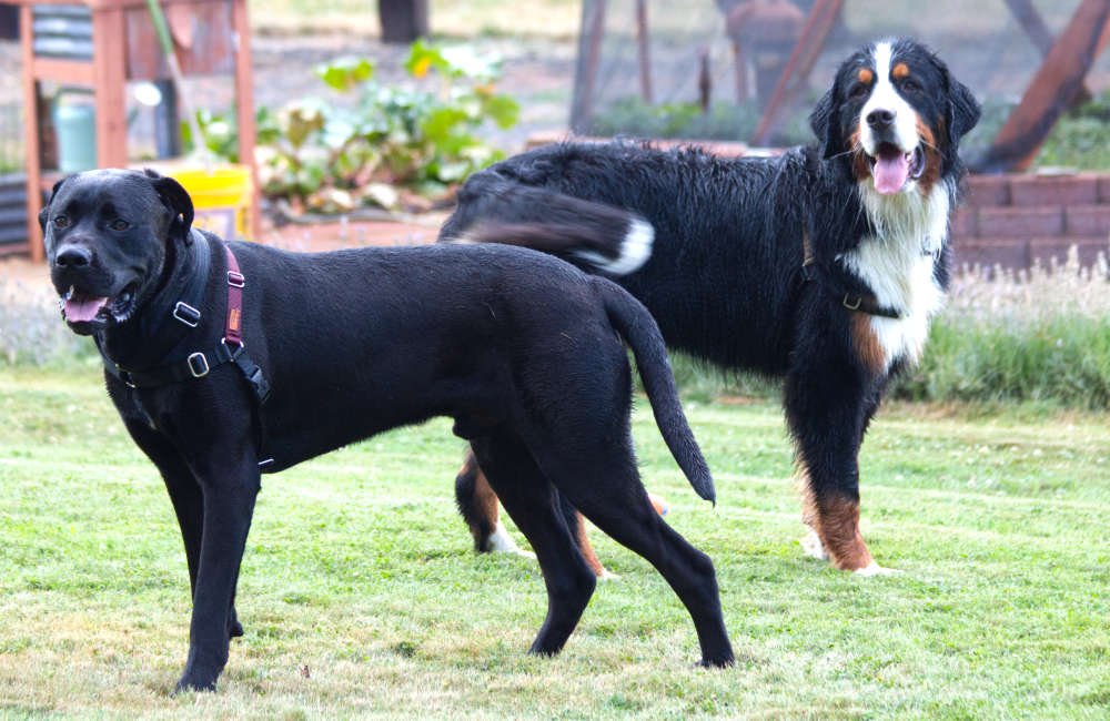 Two big dogs in a yard together