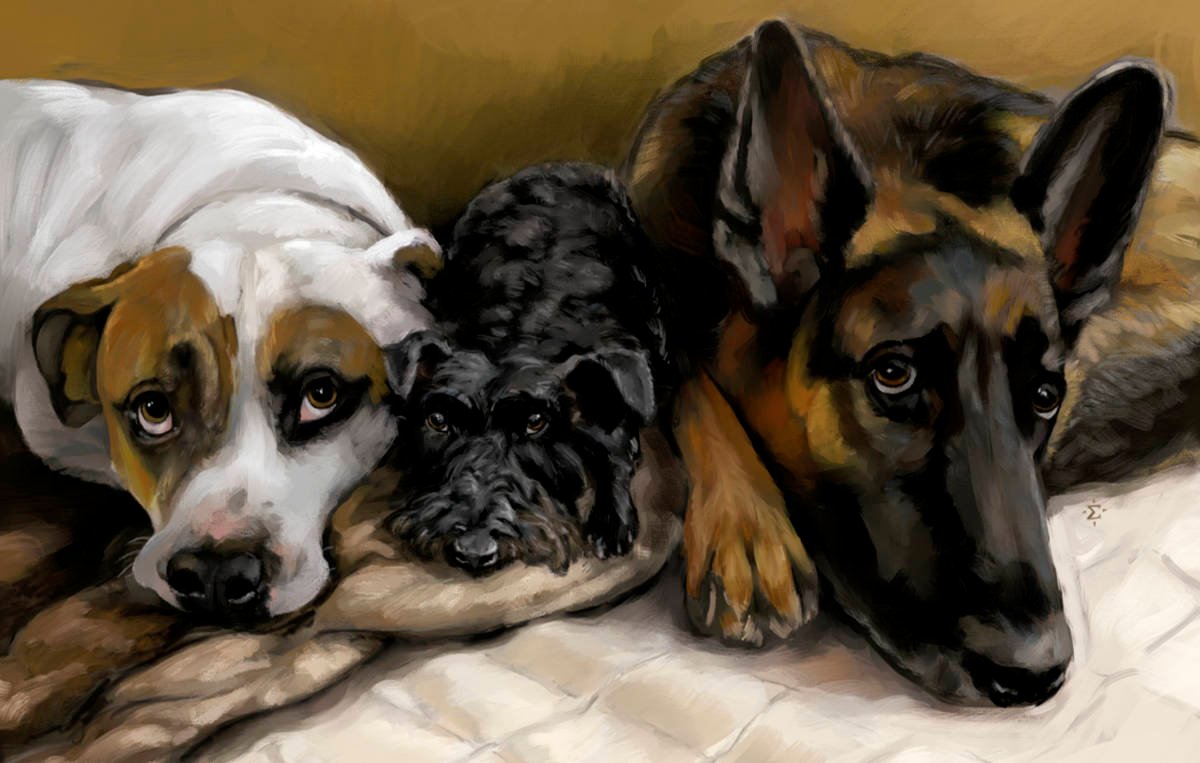 three dogs portrait
