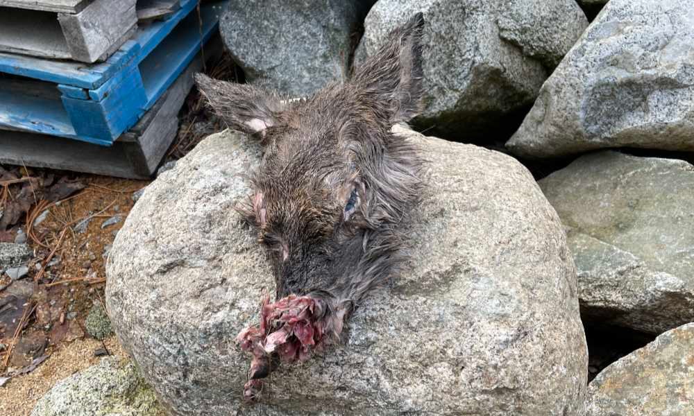 decapitated deer head found in the woods