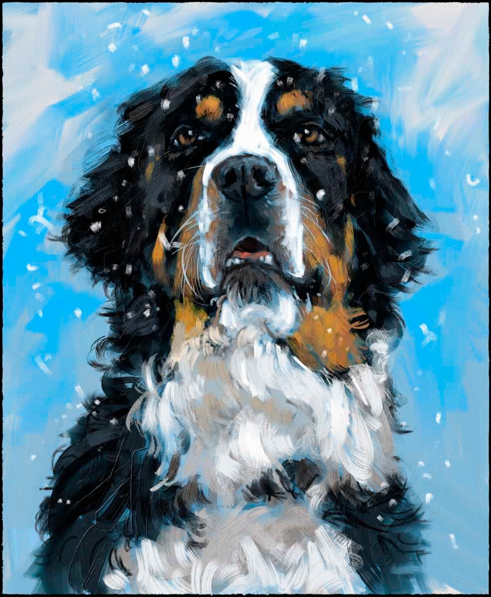 A quick portrait of a Bernese Mountain Dog in snow with a sky blue background